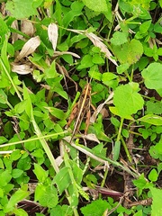 Cyrtacanthacris tatarica