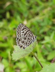 Leptotes plinius
