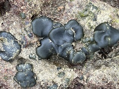 Codium convolutum