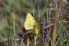 Colias