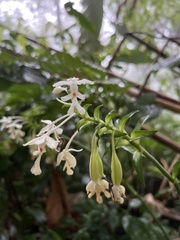Calanthe triplicata