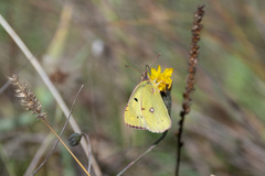 Colias