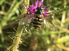 Megasyrphus erraticus