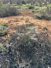 Austrostipa elegantissima