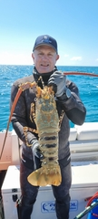 Panulirus ornatus