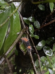 Creatonotos transiens vacillans