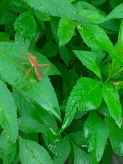 Riptortus linearis