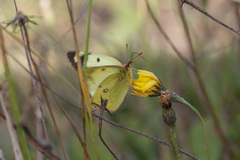 Colias