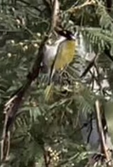 Melithreptus lunatus