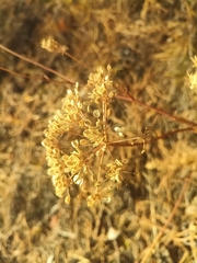 Kitagawia baicalensis