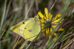 Colias