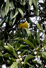 Pachycephala pectoralis