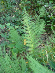 Athyrium filix-femina