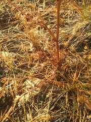 Kitagawia baicalensis