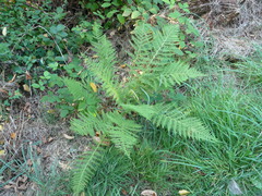 Athyrium filix-femina
