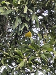 Pachycephala pectoralis