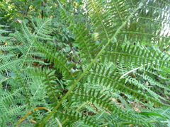Athyrium filix-femina