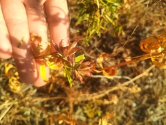 Trifolium lupinaster