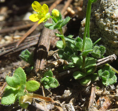 Draba pedicellata