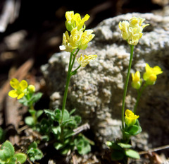 Draba pedicellata