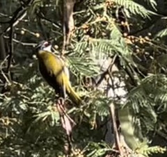 Melithreptus lunatus
