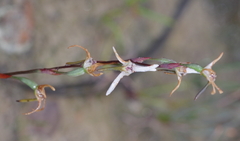 Disa biflora
