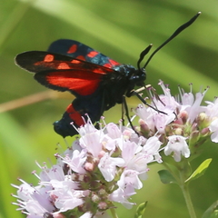 Zygaena ephialtes