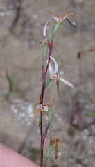 Disa biflora