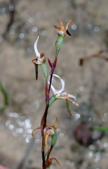 Disa biflora