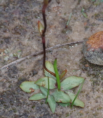 Disa biflora