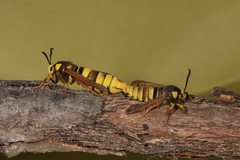 Sesia apiformis