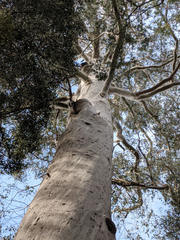 Eucalyptus viminalis