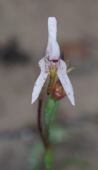 Disa biflora