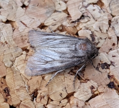 Amphipyra tragopoginis