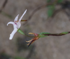 Disa biflora