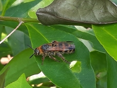 Phalerimeris phalerata