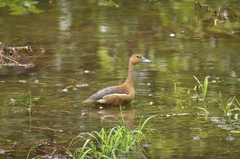 Dendrocygna javanica