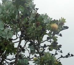 Protea nitida