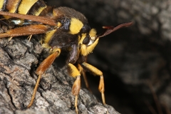 Sesia apiformis