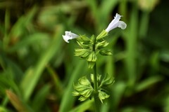 Salvia lyrata