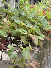 Vitis californica