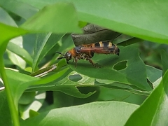 Phalerimeris phalerata