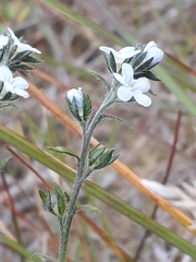 Boraginaceae