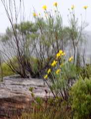 Euryops speciosissimus