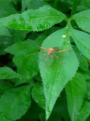 Riptortus linearis