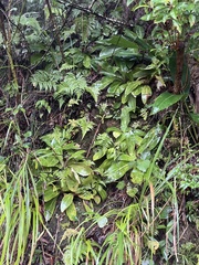 Swertia shintenensis