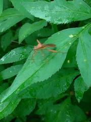 Riptortus linearis