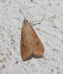 Udea ferrugalis