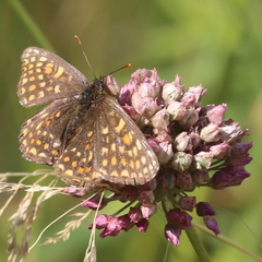 Melitaea