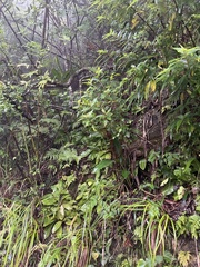 Swertia shintenensis